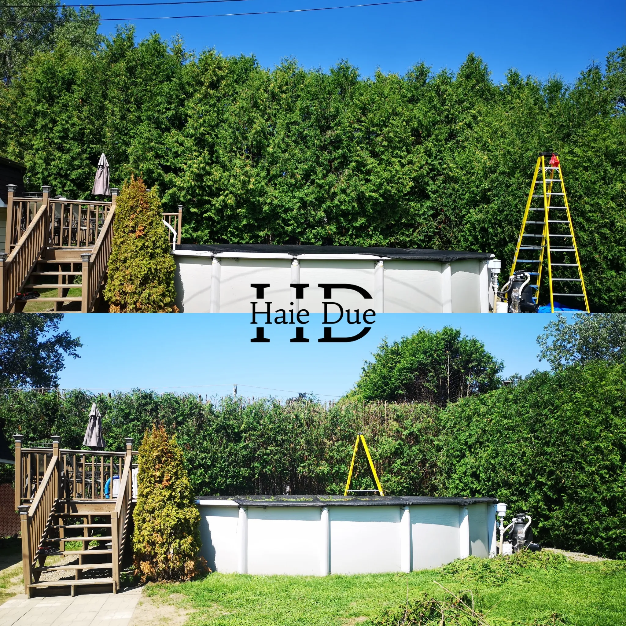 Taille de haies de cèdres | Haie Due